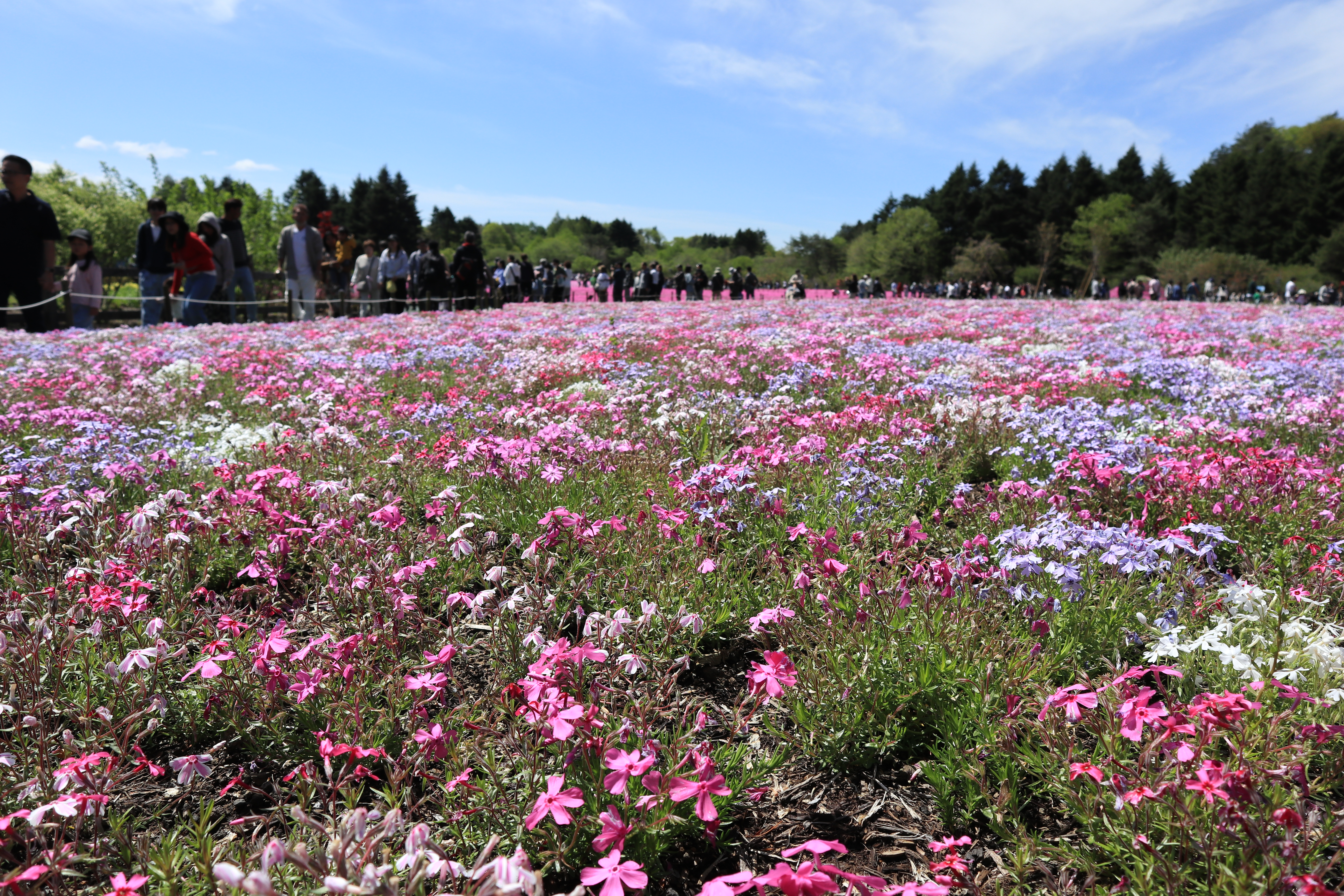 芝桜の複数色（ピンク・白・薄紫）が混ざったクローズアップ（富士芝桜まつり2026）
