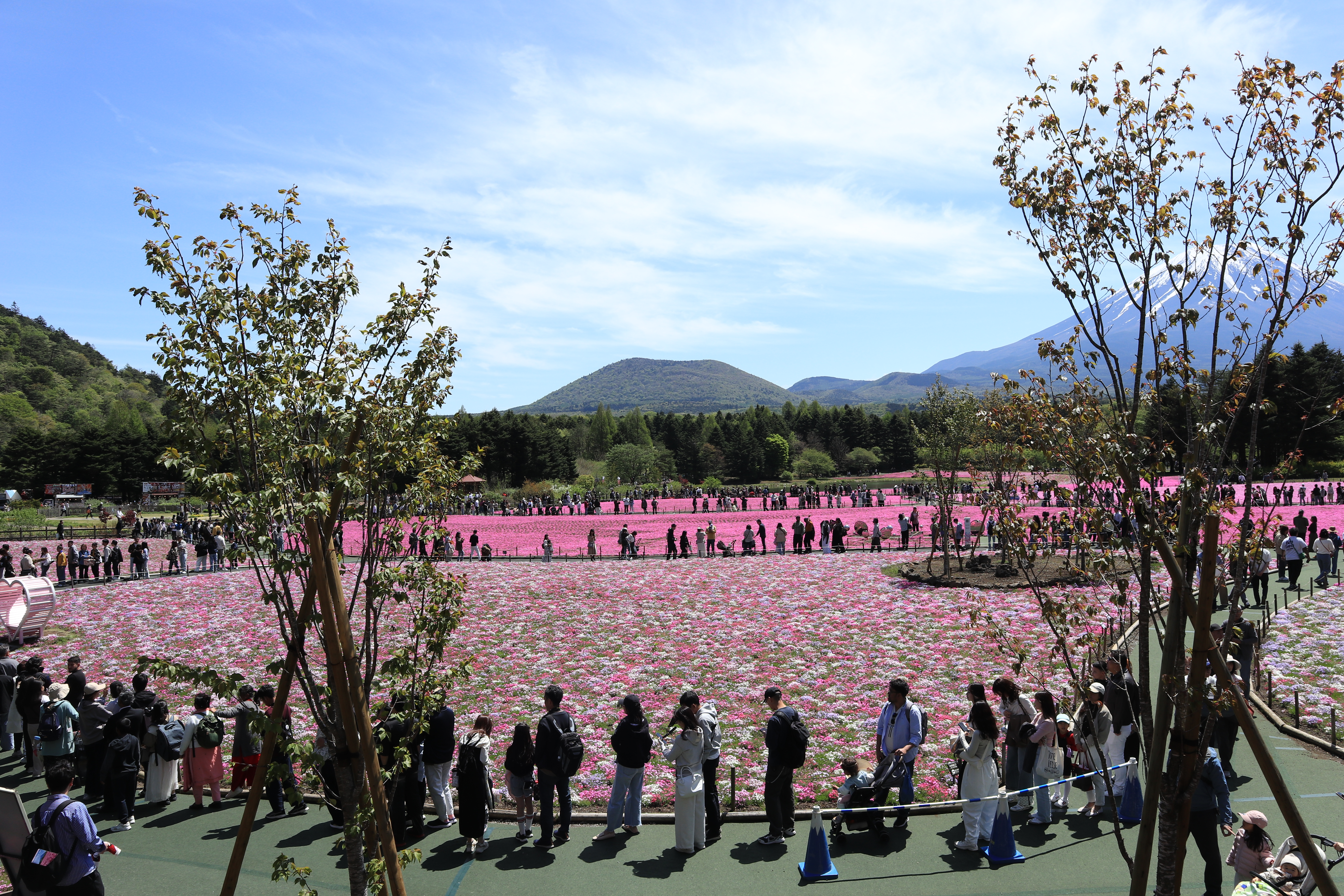 観光客で賑わう富士芝桜まつり会場の広角ビュー（2026年5月5日）