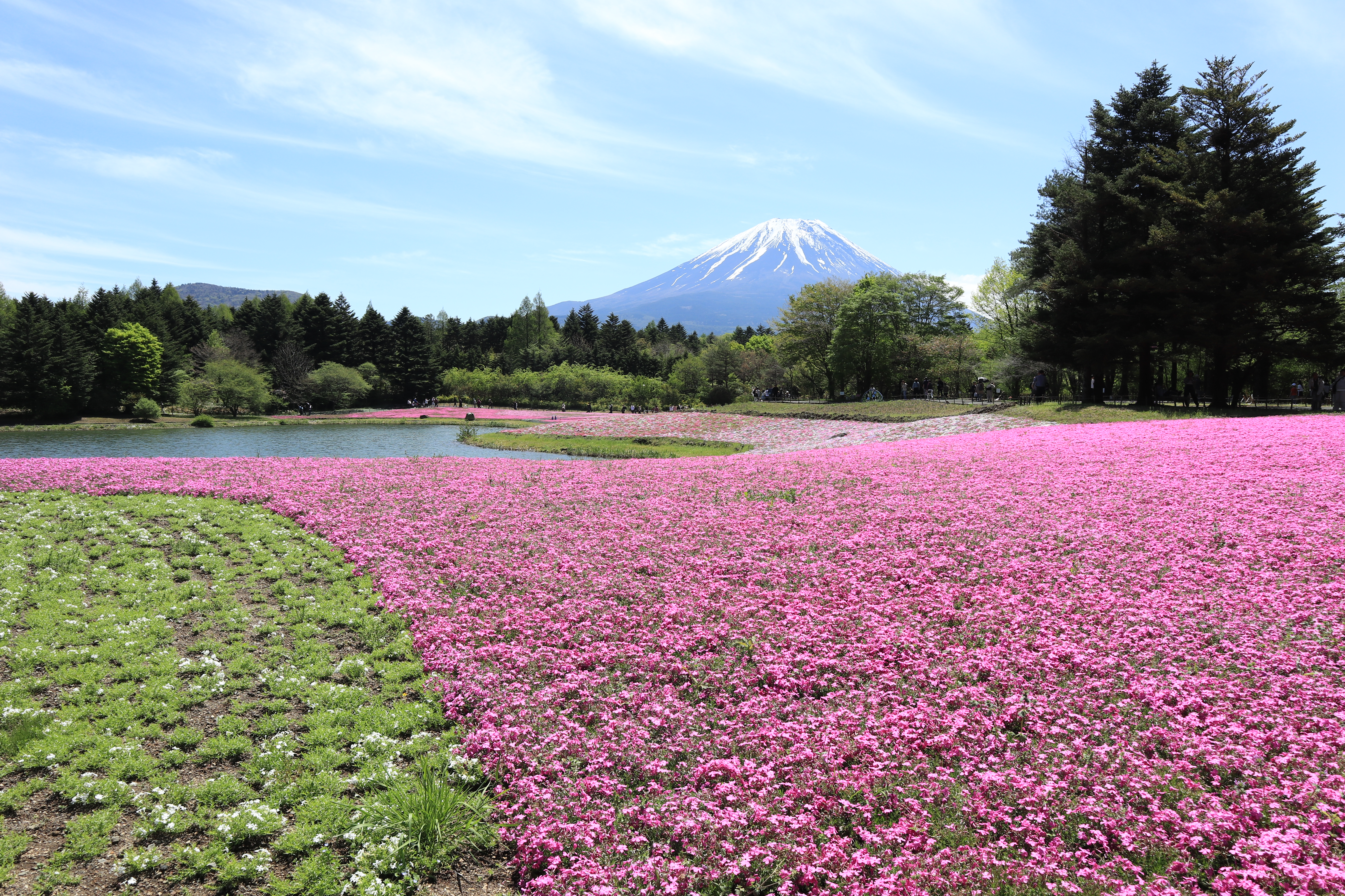 富士山と芝桜と池を木々越しに切り取ったフレーム構図（富士芝桜まつり2026）