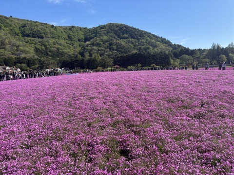 一面の芝桜と背景の山並み（富士芝桜まつり2026）